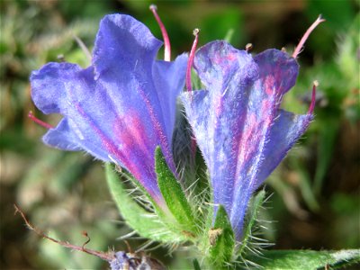Gewöhnlicher Natternkopf (Echium vulgare) in Hockenheim-Talhaus