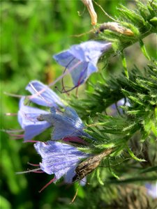Gewöhnlicher Natternkopf (Echium vulgare) auf einer Streuobstwiese in Hockenheim