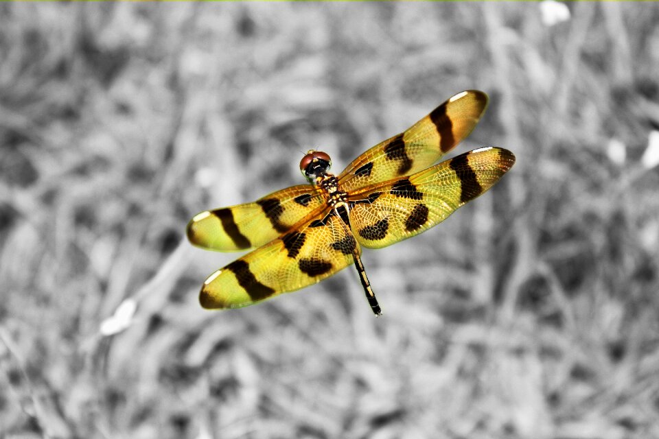Insects colorful selective colour