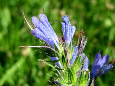 Gewöhnlicher Natternkopf (Echium vulgare) auf einer Streuobstwiese in Hockenheim