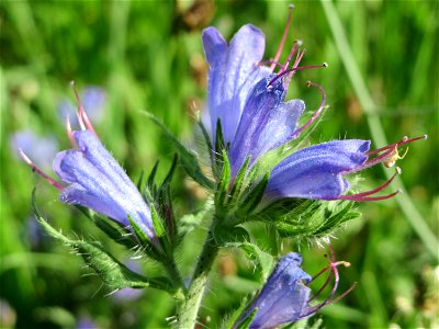Gewöhnlicher Natternkopf (Echium vulgare) auf einer Streuobstwiese in Hockenheim