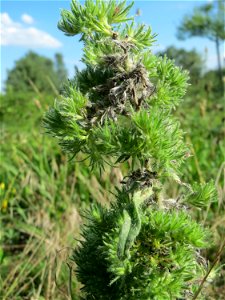 Gewöhnlicher Natternkopf (Echium vulgare) auf einer Streuobstwiese in Hockenheim - nach der Hauptblütezeit bildet der Natternkopf oft eigentümliche buschige Strukturen aus