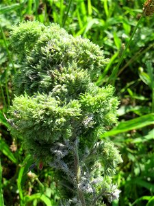 Gewöhnlicher Natternkopf (Echium vulgare) auf einer Streuobstwiese in Hockenheim - nach der Hauptblütezeit bildet der Natternkopf oft eigentümliche buschige Strukturen aus