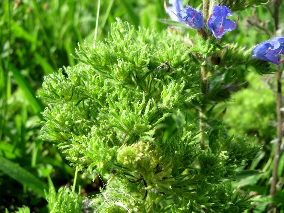 Gewöhnlicher Natternkopf (Echium vulgare) auf einer Streuobstwiese in Hockenheim - nach der Hauptblütezeit bildet der Natternkopf oft eigentümliche buschige Strukturen aus