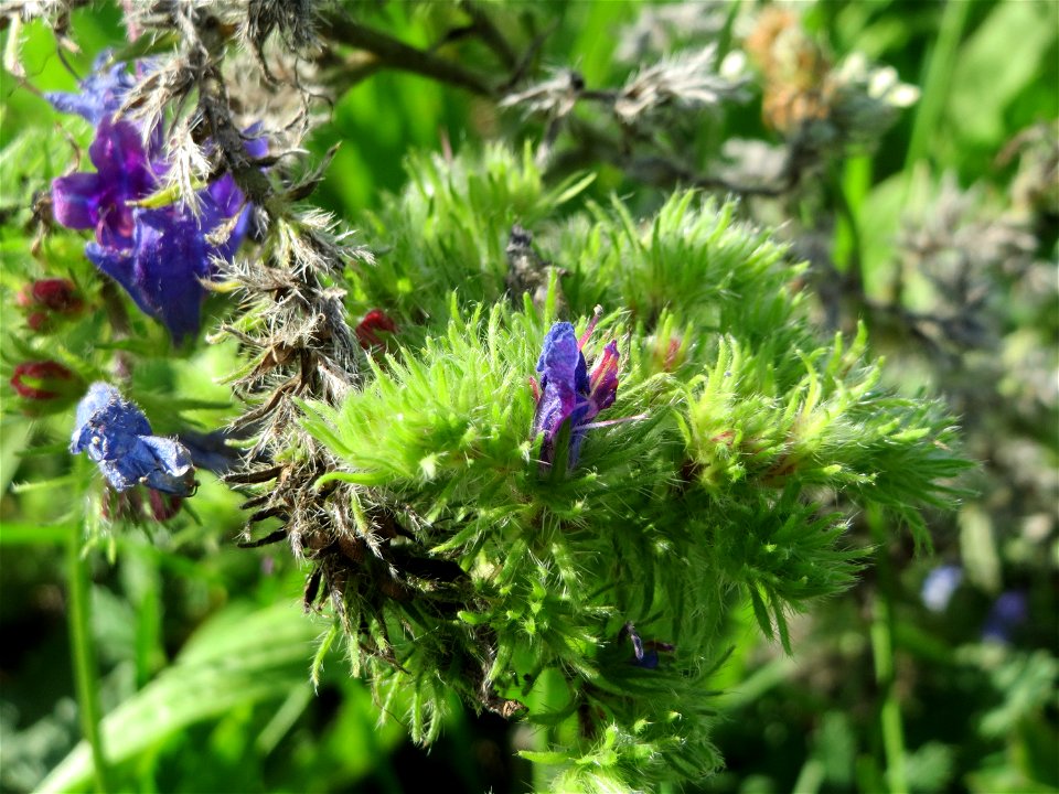 Gewöhnlicher Natternkopf (Echium vulgare) auf einer Streuobstwiese in Hockenheim - nach der Hauptblütezeit bildet der Natternkopf oft eigentümliche buschige Strukturen aus