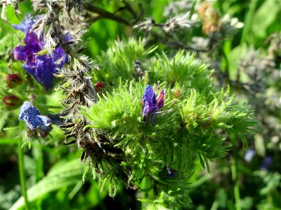 Gewöhnlicher Natternkopf (Echium vulgare) auf einer Streuobstwiese in Hockenheim - nach der Hauptblütezeit bildet der Natternkopf oft eigentümliche buschige Strukturen aus