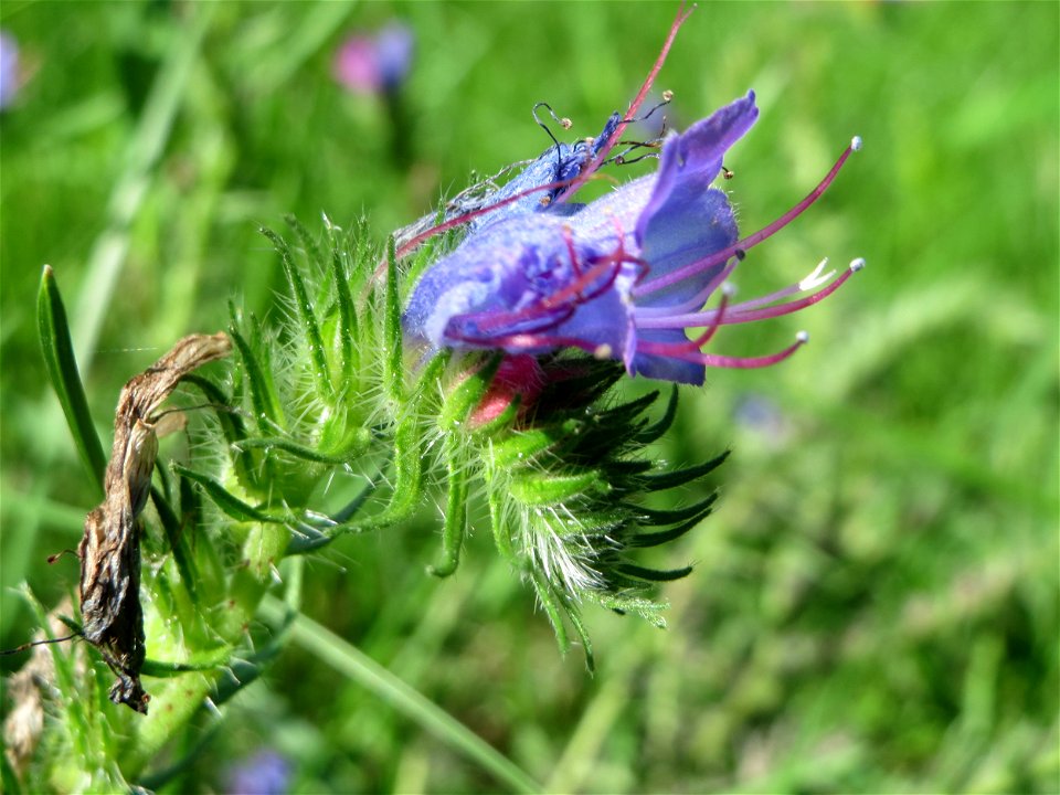 Gewöhnlicher Natternkopf (Echium vulgare) am Rand der A61 in Hockenheim