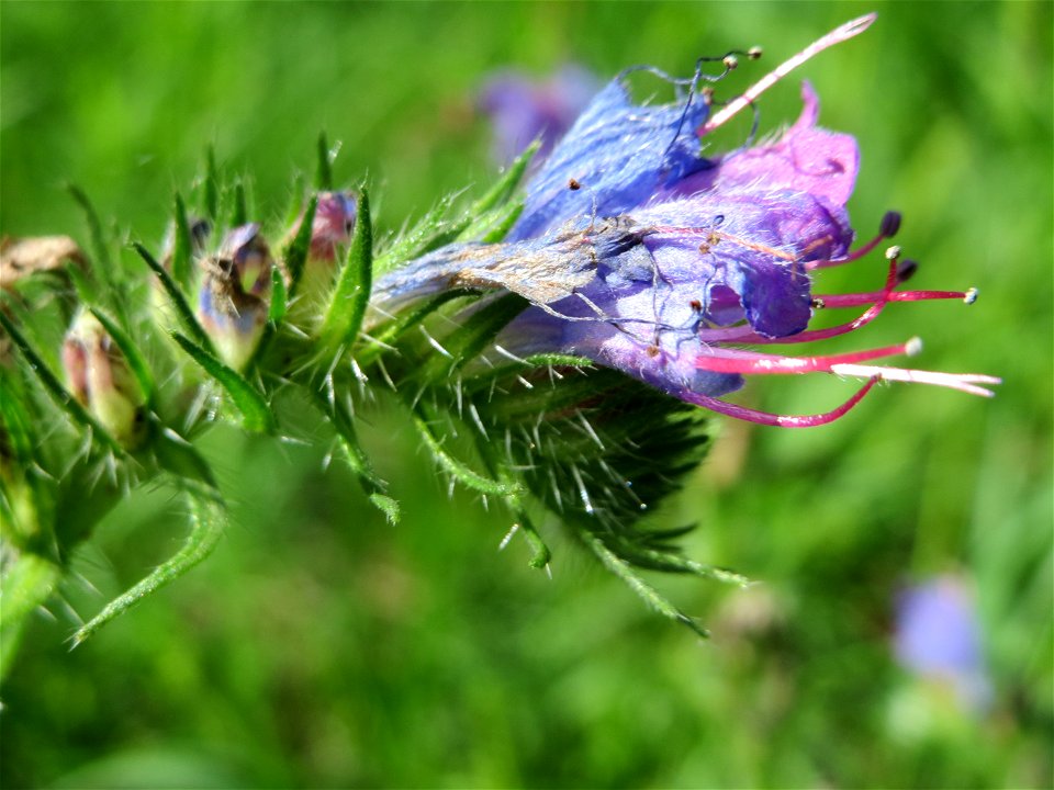 Gewöhnlicher Natternkopf (Echium vulgare) am Rand der A61 in Hockenheim
