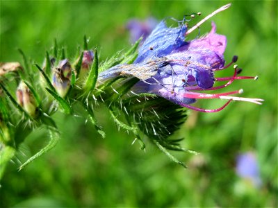 Gewöhnlicher Natternkopf (Echium vulgare) am Rand der A61 in Hockenheim