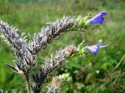 Gewöhnlicher Natternkopf (Echium vulgare) auf einer Reptilien- und Insekten-Schutzfläche bei Oftersheim