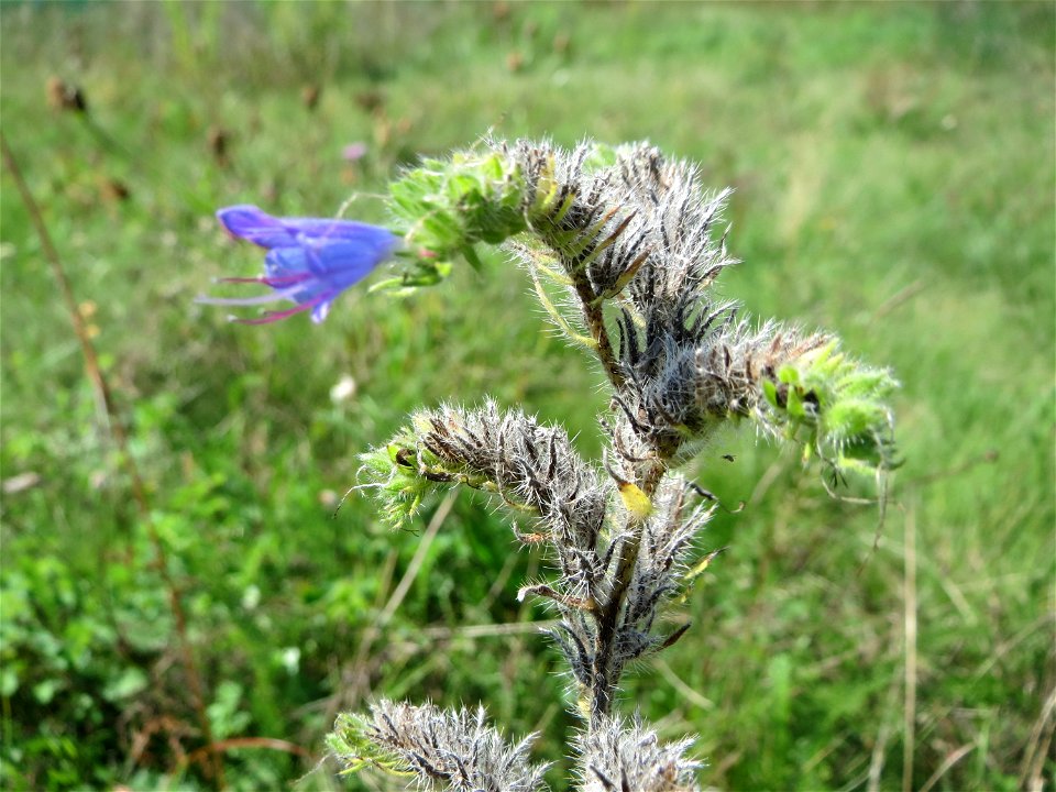 Gewöhnlicher Natternkopf (Echium vulgare) auf einer Reptilien- und Insekten-Schutzfläche bei Oftersheim
