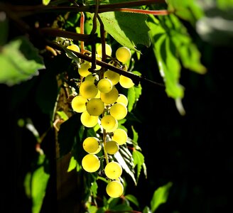 The vineyards fruit vines photo