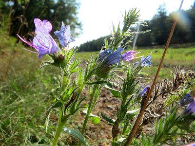 Gewöhnlicher Natternkopf (Echium vulgare) an einem Randstreifen der Rheinbahn in der Schwetzinger Hardt mit binnendünenartiger Vegetation