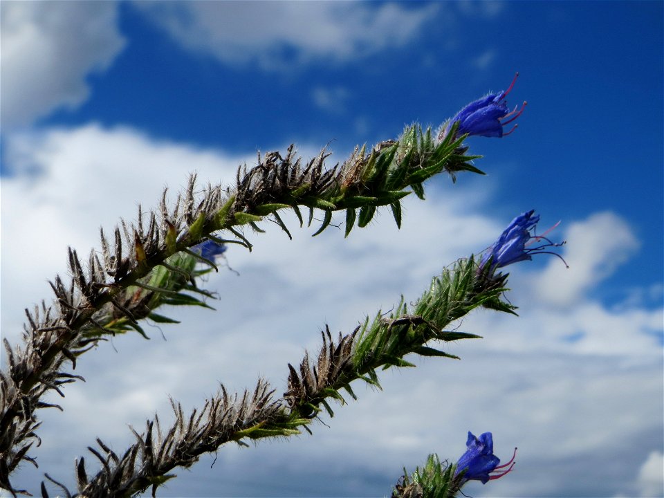 Gewöhnlicher Natternkopf (Echium vulgare) auf einer Reptilien- und Insekten-Schutzfläche bei Oftersheim