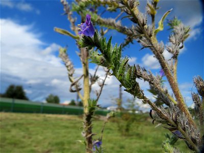 Gewöhnlicher Natternkopf (Echium vulgare) auf einer Reptilien- und Insekten-Schutzfläche bei Oftersheim