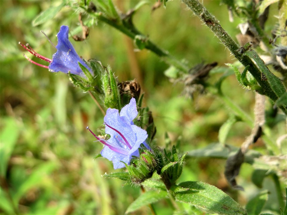 Gewöhnlicher Natternkopf (Echium vulgare) in der Schwetzinger Hardt