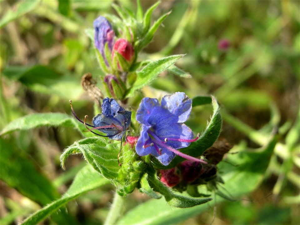 Gewöhnlicher Natternkopf (Echium vulgare) in der Schwetzinger Hardt