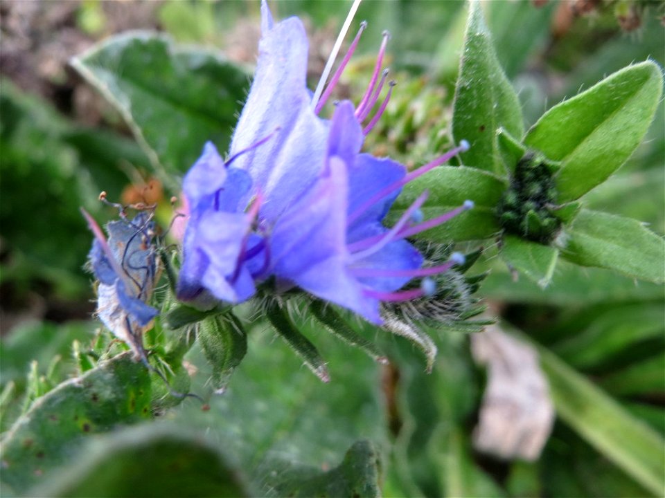 Gewöhnlicher Natternkopf (Echium vulgare) am Bahnhof Bruchmühlbach-Miesau