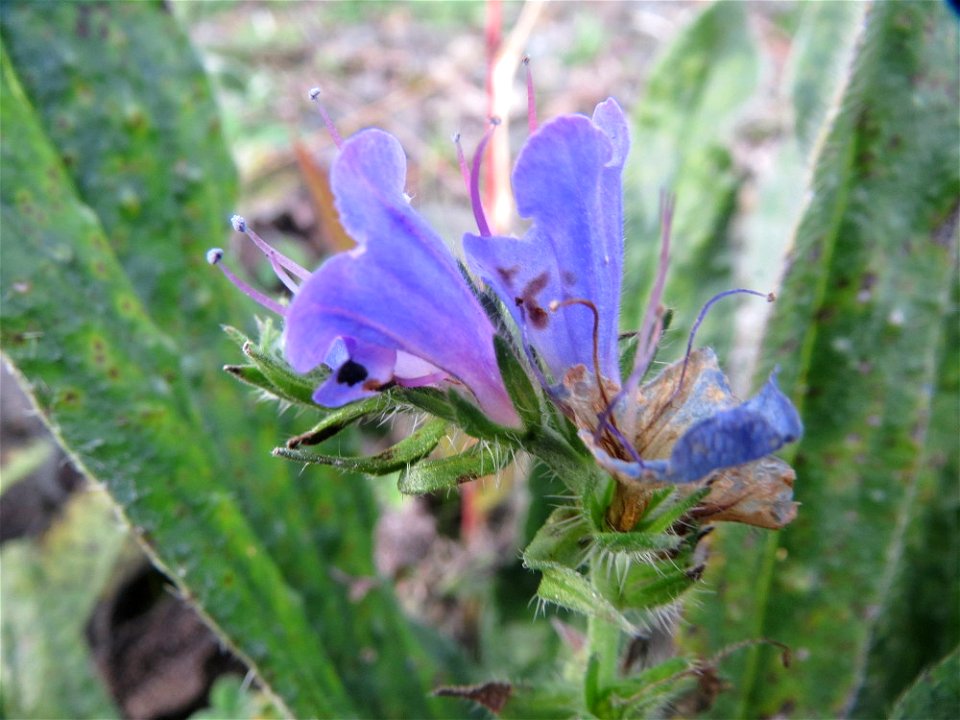 Gewöhnlicher Natternkopf (Echium vulgare) am Bahnhof Bruchmühlbach-Miesau