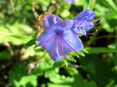 Gewöhnlicher Natternkopf (Echium vulgare) in Hockenheim