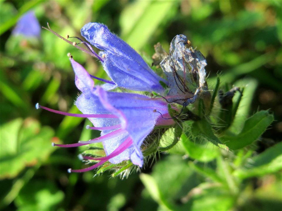 Gewöhnlicher Natternkopf (Echium vulgare) in Hockenheim