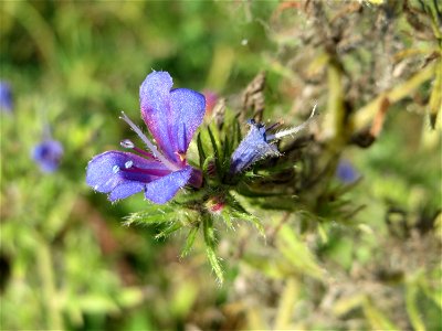Gewöhnlicher Natternkopf (Echium vulgare) an einem Randstreifen der B36 bei Hockenheim