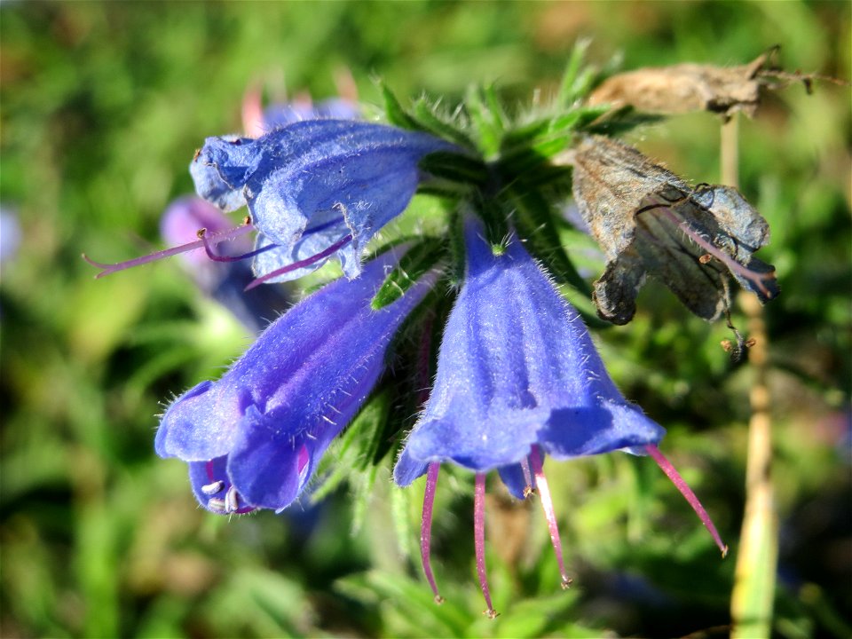 Gewöhnlicher Natternkopf (Echium vulgare) an einem Randstreifen der B36 bei Hockenheim