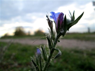 Gewöhnlicher Natternkopf (Echium vulgare) am Hochwasserrückhaltebecken im Naturschurtgebiet „Bachwiesen/Leopoldswiesen“ im Hockenheimer Rheinbogen