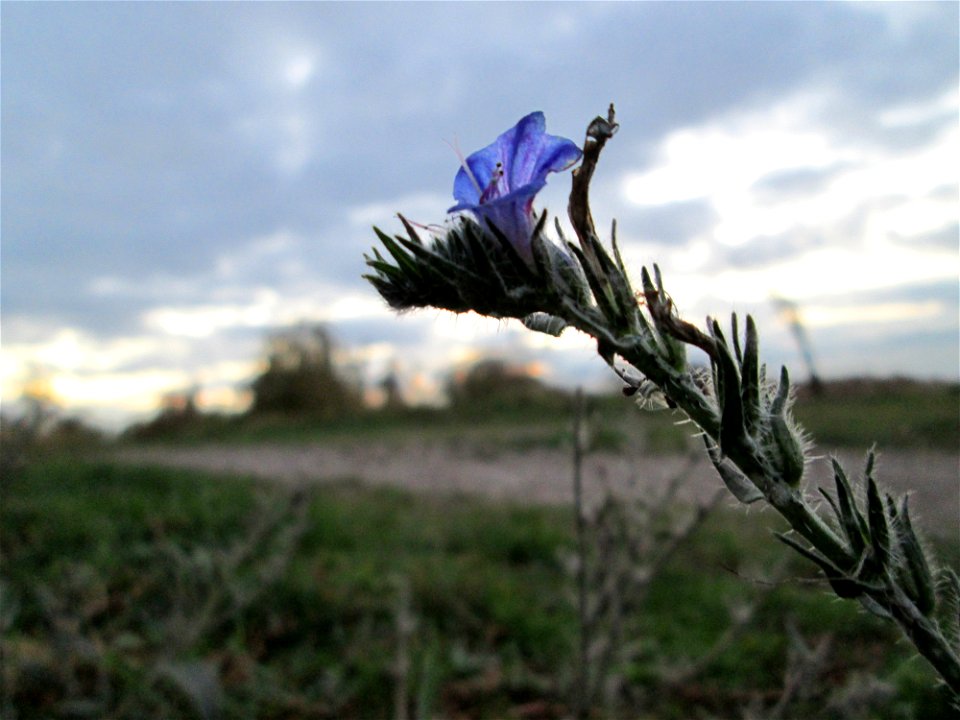 Gewöhnlicher Natternkopf (Echium vulgare) am Hochwasserrückhaltebecken im Naturschurtgebiet „Bachwiesen/Leopoldswiesen“ im Hockenheimer Rheinbogen