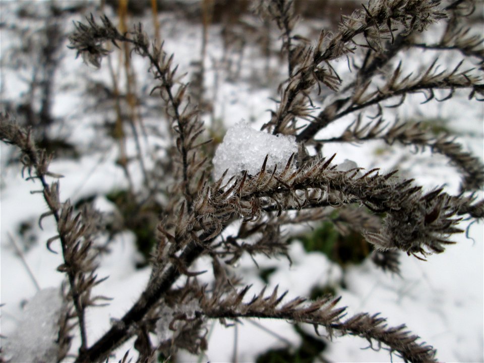 Mumienbotanik: Gewöhnlicher Natternkopf (Echium vulgare) auf einer Brachfläche am Messplatz in Hockenheim bei Neuschnee am 18. Dezember 2017