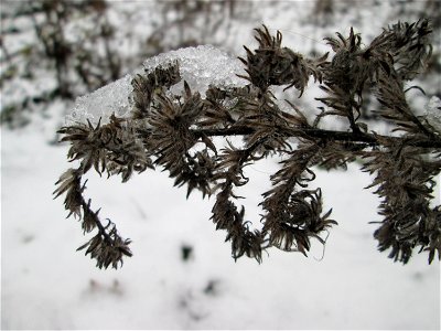Mumienbotanik: Gewöhnlicher Natternkopf (Echium vulgare) auf einer Brachfläche am Messplatz in Hockenheim bei Neuschnee am 18. Dezember 2017