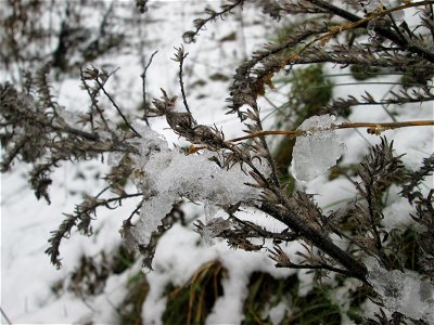 Mumienbotanik: Gewöhnlicher Natternkopf (Echium vulgare) auf einer Brachfläche am Messplatz in Hockenheim bei Neuschnee am 18. Dezember 2017