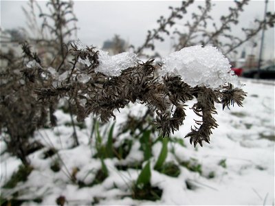 Mumienbotanik: Gewöhnlicher Natternkopf (Echium vulgare) auf einer Brachfläche am Messplatz in Hockenheim bei Neuschnee am 18. Dezember 2017