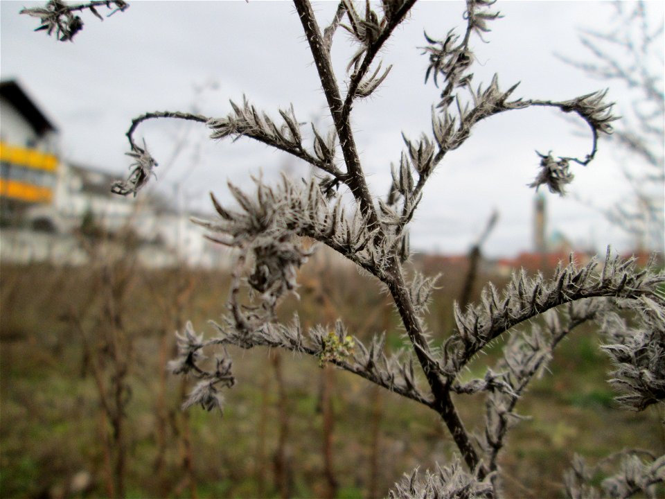 Mumienbotanik: Gewöhnlicher Natternkopf (Echium vulgare) auf einer Brachfläche am Messplatz in Hockenheim -  dieses auf Sand-Trockenrasen häufige Raublattgewächs blüth von Mai bis Oktober. Im Spätherb