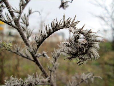Mumienbotanik: Gewöhnlicher Natternkopf (Echium vulgare) auf einer Brachfläche am Messplatz in Hockenheim -  dieses auf Sand-Trockenrasen häufige Raublattgewächs blüth von Mai bis Oktober. Im Spätherb