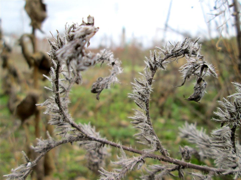 Mumienbotanik: Gewöhnlicher Natternkopf (Echium vulgare) auf einer Brachfläche am Messplatz in Hockenheim -  dieses auf Sand-Trockenrasen häufige Raublattgewächs blüth von Mai bis Oktober. Im Spätherb