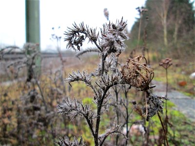 Mumienbotanik: Gewöhnlicher Natternkopf (Echium vulgare) am Bahnhof Bruchmühlbach-Miesau