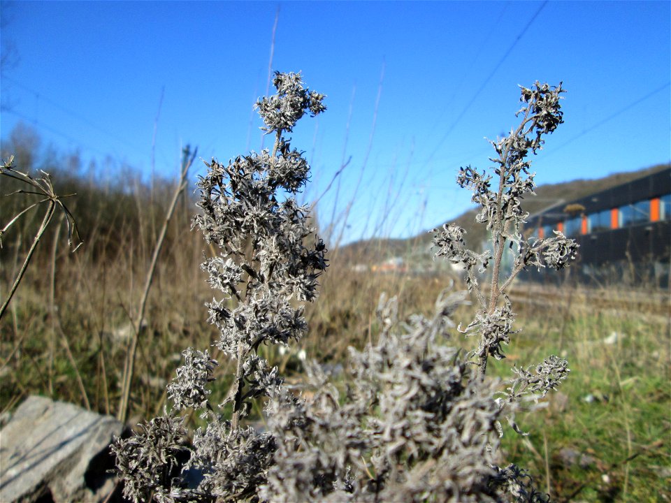 Mumienbotanik: Gewöhnlicher Natterkopf (Echium vulgare) am Bahnhof Brebach