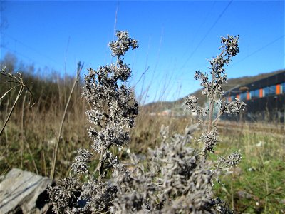 Mumienbotanik: Gewöhnlicher Natterkopf (Echium vulgare) am Bahnhof Brebach