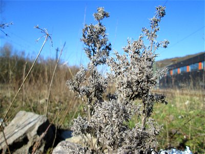 Gewöhnlicher Natterkopf (Echium vulgare) am Bahnhof Brebach