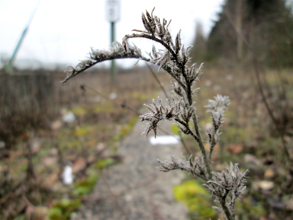Mumienbotanik: Gewöhnlicher Natternkopf (Echium vulgare) am Bahnhof Bruchmühlbach-Miesau