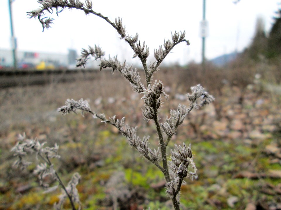 Mumienbotanik: Gewöhnlicher Natternkopf (Echium vulgare) am Bahnhof Bruchmühlbach-Miesau