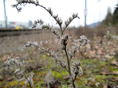 Mumienbotanik: Gewöhnlicher Natternkopf (Echium vulgare) am Bahnhof Bruchmühlbach-Miesau