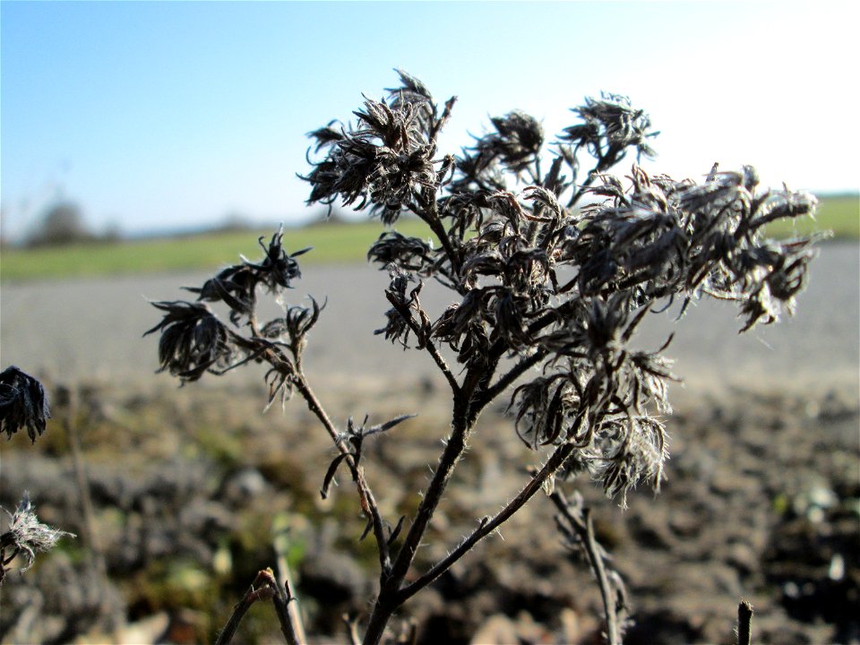 Mumienbotanik: Gewöhnlicher Natternkopf (Echium vulgare) bei Reilingen