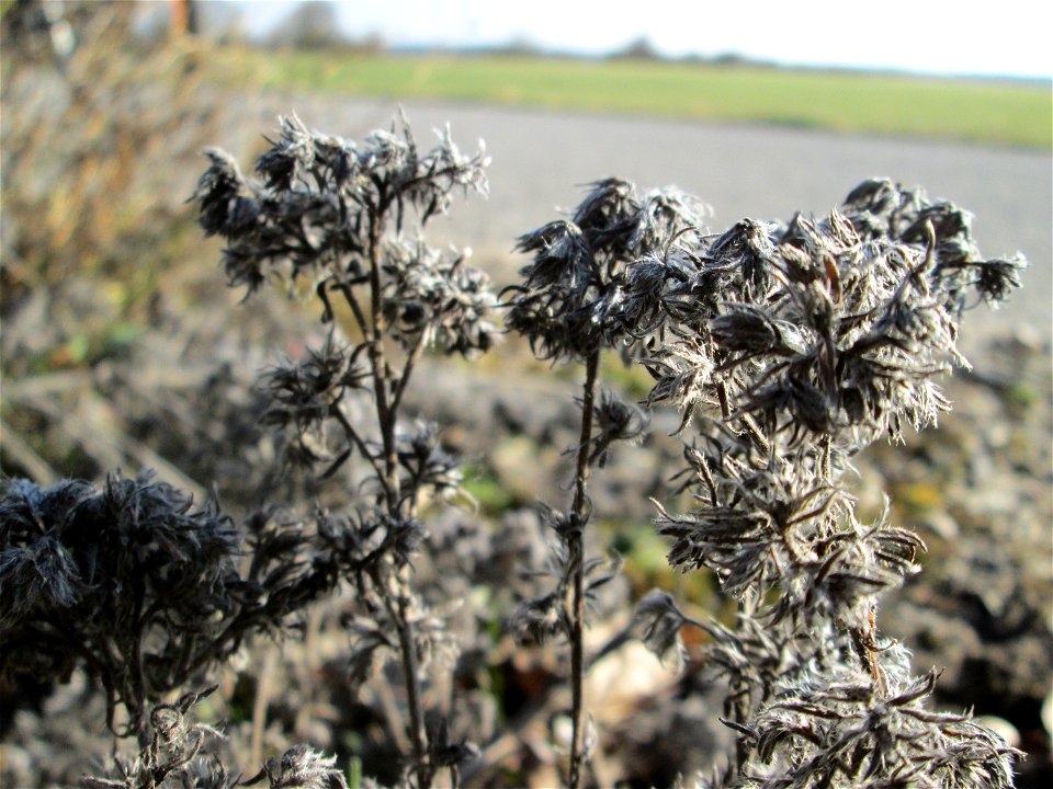 Mumienbotanik: Gewöhnlicher Natternkopf (Echium vulgare) bei Reilingen