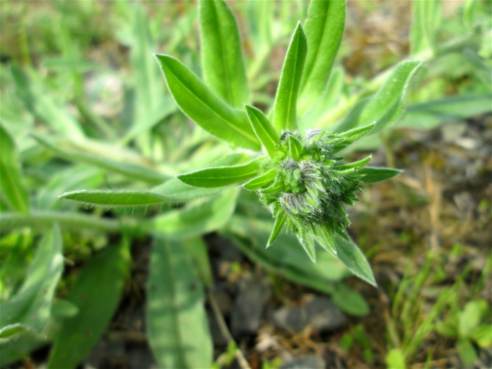 Gewöhnlicher Natternkopf (Echium vulgare) am Bahnhof Bruchmühlbach-Miesau