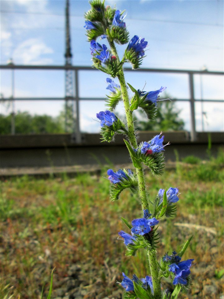 Gewöhnlicher Natternkopf (Echium vulgare) am Bahnhof Bruchmühlbach-Miesau