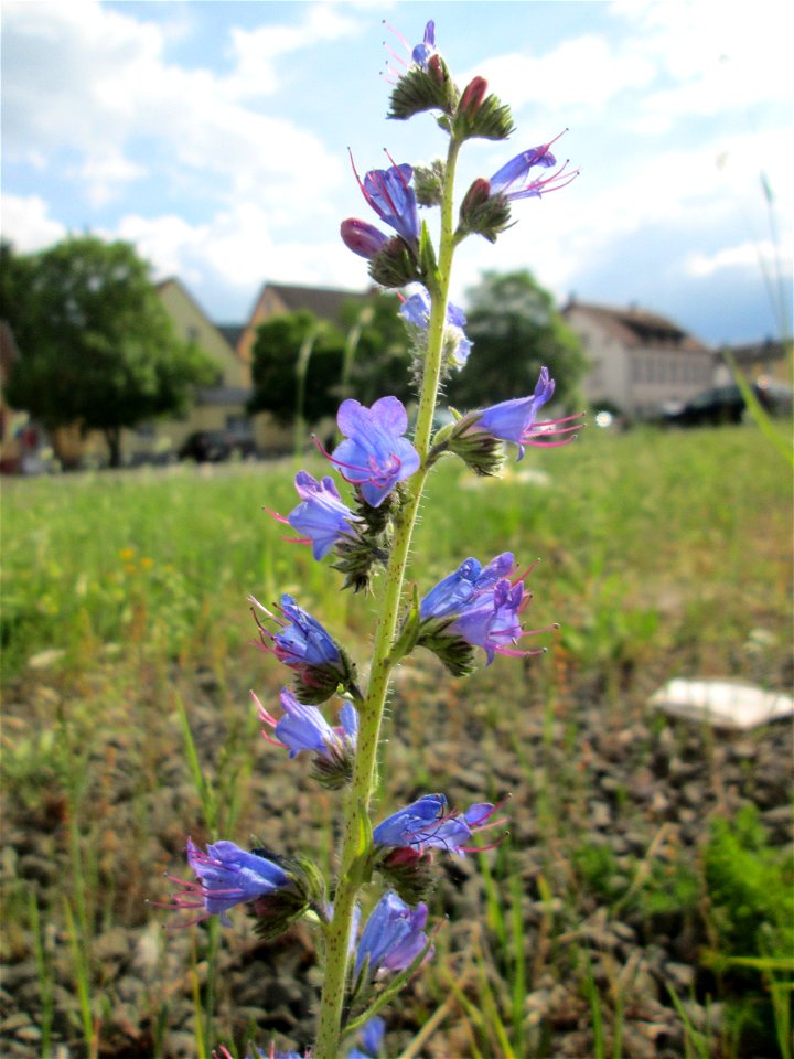 Gewöhnlicher Natternkopf (Echium vulgare) am Bahnhof Bruchmühlbach-Miesau