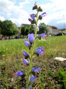 Gewöhnlicher Natternkopf (Echium vulgare) am Bahnhof Bruchmühlbach-Miesau