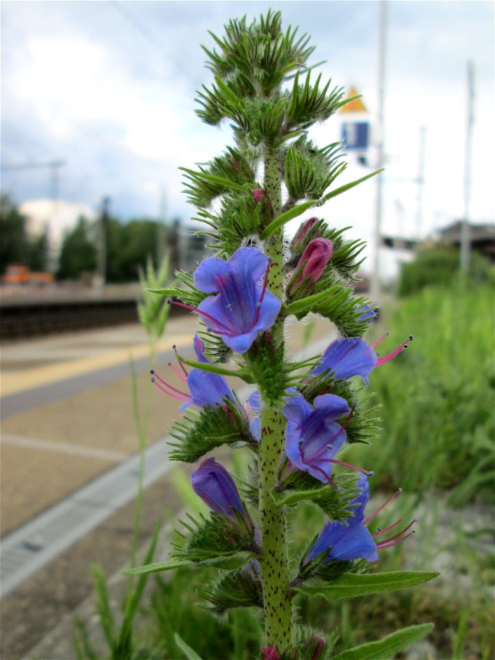 Gewöhnlicher Natternkopf (Echium vulgare) am Bahnhof Landstuhl